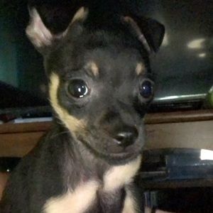 Meet your Posher, Brit